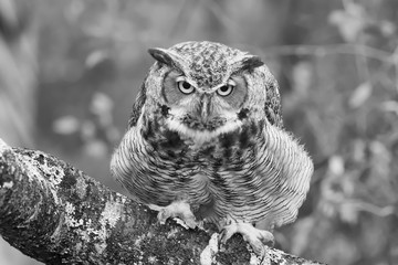 Poster - Greyscale closeup of a black horned owl on a tree branch with a blurry background