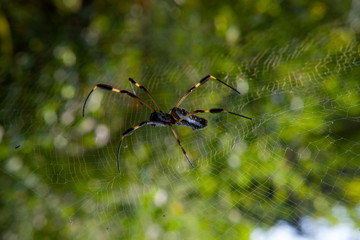 spider in the web