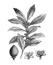 Laurus Nobilis (Laurel Plant) Antique Illustration From Brockhaus Konversations-Lexikon 1908
