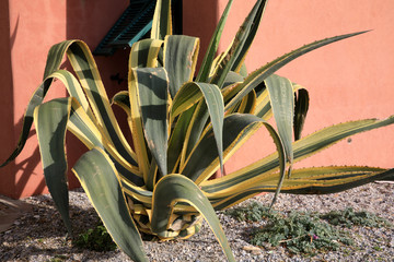 Wall Mural - Varigotti (SV), Italy - December 30, 2017: Agave in Varigotti village, Italian Riviera, Savona, Liguria, Italy