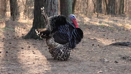 Sticker - turkey wanders through the woods, screams and raises feathers.