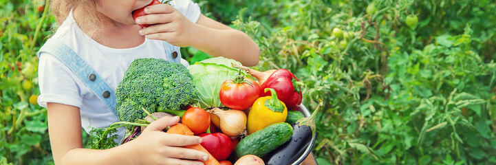 Wall Mural - Child in the garden with vegetables in his hands. Selective focus.