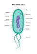 Vector bacterial cell anatomy isolated on white background. Educational illustration. Structure of prokaryotic