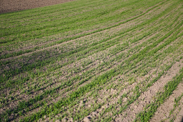 Wall Mural - Sown farm field with wheat and cereal. Rising sprouts of barley and oats. A boundless garden with bread for food. Industrial stock theme