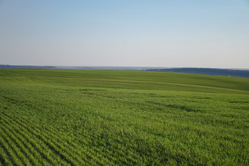 Wall Mural - Sown farm field with wheat and cereal. Rising sprouts of barley and oats. A boundless garden with bread for food. Industrial stock theme