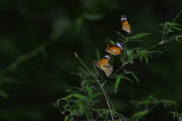 butterfly on a flower