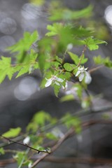 Poster - Rubus palmatus flowers / Rubus palmatus is a deciduous shrub of the family Rosaceae, with white flowers blooming downward in spring.