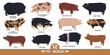 Farming today Set of twelve breeds of domestic pigs Flat vector illustrations Isolated objects Cattle breeding and stock raising