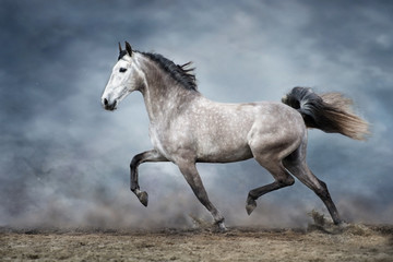 Wall Mural - white horse run