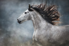 White Horse Portrait With Long Mane On Dark Background