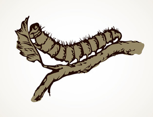 Wall Mural - The caterpillar eats a leaf. Vector drawing