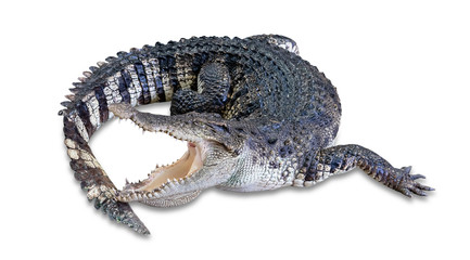 Wall Mural - crocodile isolated on white background ,include clipping path