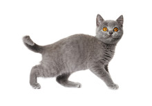 Gray British Shorthair Kitten   Isolated On White Background