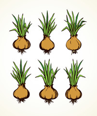 Canvas Print - Onion. Vector drawing