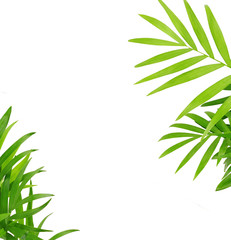 Wall Mural - Green leaves of chameadorea palm in a corner decoration