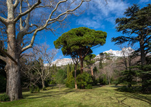 Old Park In Crimea With Sycamores, Pines And Cedars With Blue Sky And Snow - Covered Mountains Background