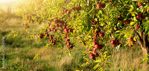 Fotomural Apple trees on an organic fruit farm