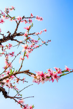 Pink Peach Blossoms In Spring Season.