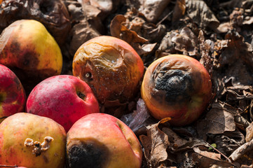 Poster - Rotting colorful apples wearing on compost.