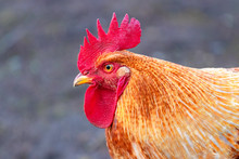 Orange Cock In Profile, Portrait Of A Rooster_