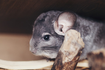 Adult chinchilla female sitting in a wooden cage close up, cute rodent species from South America often bred as a pet