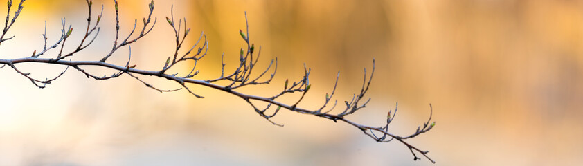Wall Mural - panoramic view of branches on bokeh background in early spring