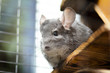 portrait of a curious muzzle of a chinchilla living in a cage pets looking curious sitting on the balcony, furry rodents, bottom view