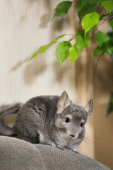 cute chinchilla climbing on sofa in room, pet walking in interior of house, life of domestic animals indoors, thoroughbred fluffy rodent on the loose