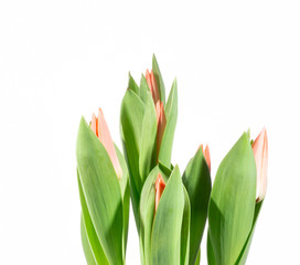 Sticker - Bouquet of red tulip flowers