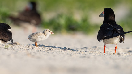 Wall Mural - A Black Skimmer nestling waiting to be fed.