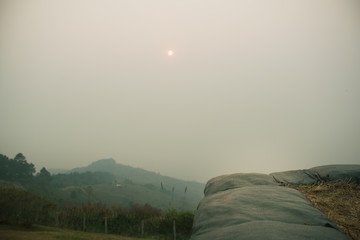 Wall Mural - the sunset in the evening and full of haze from burning forests