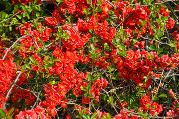 Wall Mural - Closeup of blossom of Japanese quince or Chaenomeles japonica tree