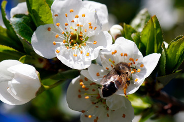 Yellow wasp on the flowers in the garden