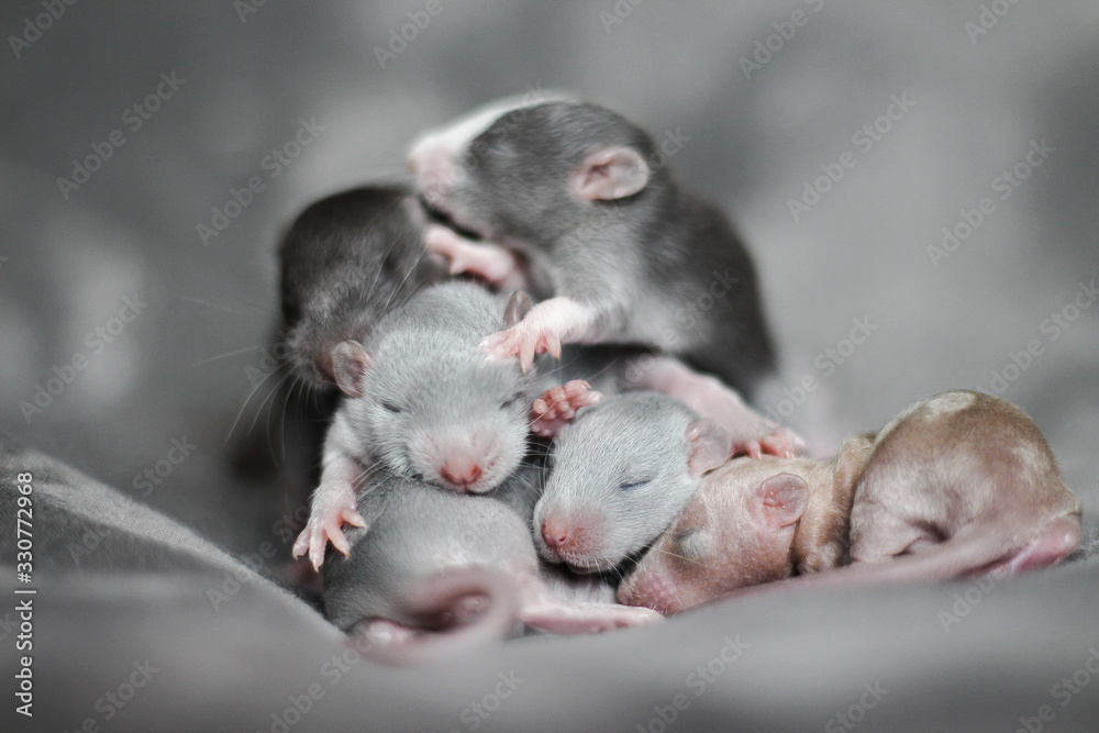 Baby rat Imagine Rattery Stock Photo | Adobe Stock