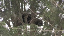 Fisher Cat In Forest In A Tree Snow Falling