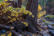 Yellow Grape Leaves By The Base Of A Tree Trunk By The  Yosemite Merced  River In Wawona, In The Fall, California, USA 