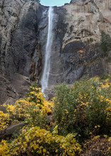  Yosemite Bridalveil  Falls Viewed From Close In The Autumn, Featuring Yellow Grape Leave