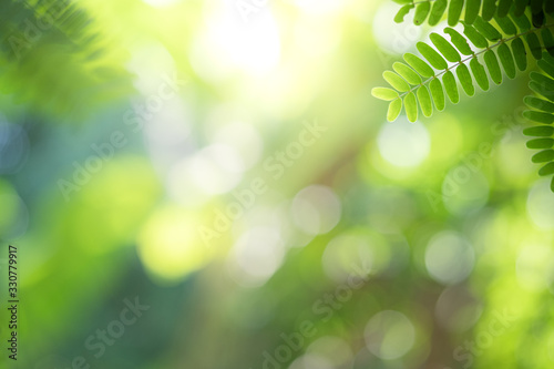 Fotografía Closeup beautiful view of nature green leaf on greenery blurred background with sunlight and copy space