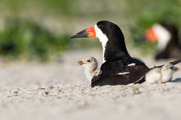 Wall Mural - a black skimmer nestling with its mother.