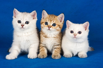 Wall Mural - Three fluffy british cat kittens