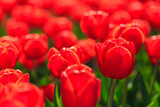 Fototapeta Tulipany - Closeup of red-orange tulips flowers with green leaves in the park outdoor. beautiful flowers in spring