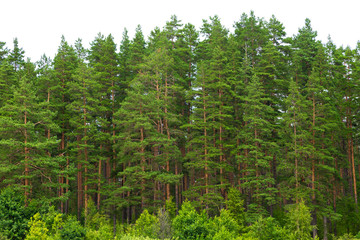 Wall Mural - summer green pine forest on the horizon with grass is isolated. the edge of a forest with coniferous