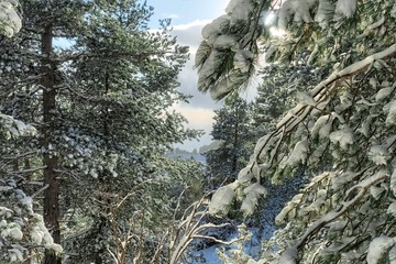 Wall Mural - Snow Covered Branches In A Pine Forest