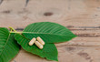 capsule on kratom leaf (Mitragyna speciosa) Mitragynine on wooden ,Drugs and Narcotics,Thai herbal which encourage health