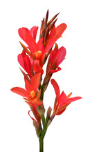 Red Canna Flower Isolated On White Background. Spring Time, Summer. Easter Holidays. Garden Decoration, Landscaping. Floral Floristic Arrangement
