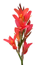 Red Canna Flower Isolated On White Background. Spring Time, Summer. Easter Holidays. Garden Decoration, Landscaping. Floral Floristic Arrangement