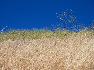 tree and blue sky