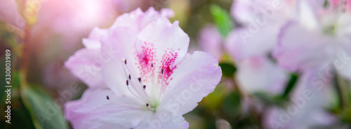 Banner azalea flowers have bloomed.