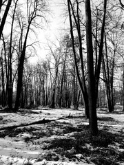  forest in winter