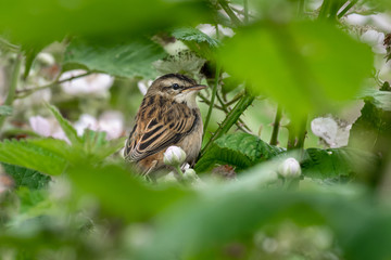 Poster - A small sedge warbler, Acrocephalus schoenobaenus, is photographed in natural surroundings in a bush hiding.